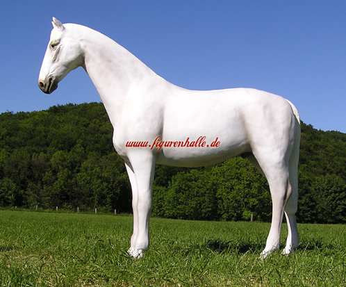 Schimmel Pferd Lebensgro�