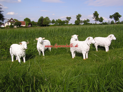 Bauernhof Schafs Herde 