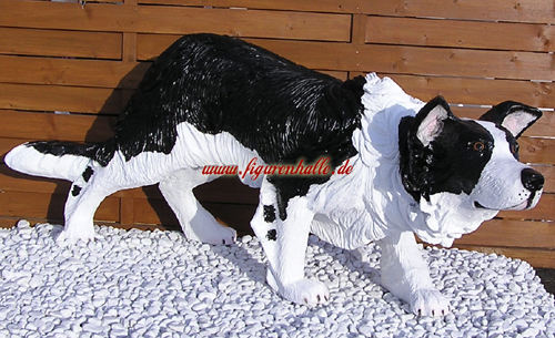 Border Colli