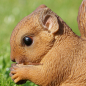 Preview: Squirrel with nut