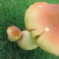Preview: Deko Pilz