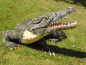 Preview: Krokodile Alligator Figur