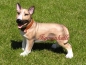 Preview: Pit Bull Bullterrier Modell Statue
