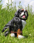 Preview: Bernese Mountain Dog Garden Figurine