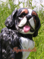 Preview: Bernese Mountain Dog Swiss Dog Breed