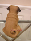 Preview: Geschenkidee beige Möpse Hunde