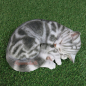 Preview: Cat American Shorthair sleeping gray