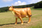 Preview: Alm cow life size