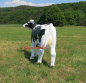 Preview: Cow decorative figure