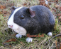 Preview: Decoration long hair guinea pig decorative figure