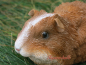 Preview: Rosetten-Meerschweinchen Haustier Figur