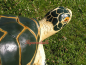 Preview: Turtle