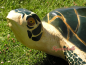 Preview: South sea turtle