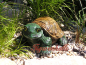 Preview: Schildkröter Gartenfigur