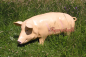 Preview: Pig decorative figure
