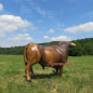 Preview: Bulliger Stier als Figur