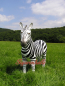 Preview: Afrikanisches Zebra