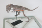 Preview: Tyrannosaurus Skelett