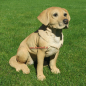 Preview: Labrador Retriever Figur