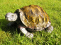 Preview: Garden turtle lawn