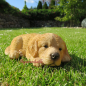 Preview: Golden Retriever Puppy