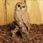 Preview: Owl brownish figure