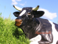 Preview: Kuh Dekofigur