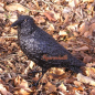 Preview: Schwarzer Rabe Gartenfigur