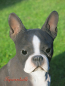Preview: Massachusetts Boston Terrier Statuie