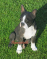 Preview: Dog breed Boston Terrier figure
