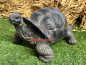 Preview: Turtle lifelike optics figure