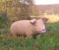 Preview: Schweinchen Rosad Dekorationm