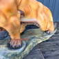 Preview: Lion for sale