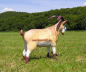 Preview: Goat life-size