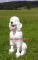 Preview: Pudel sitzend Statue