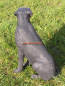 Preview: Rasse Hund Labrador