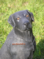 Preview: Labrador Werbefigur