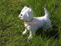 Preview: West Highland Terrier figure