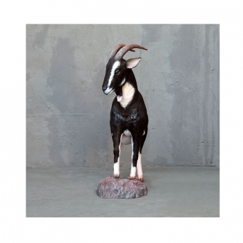 Preview: black white alp goat