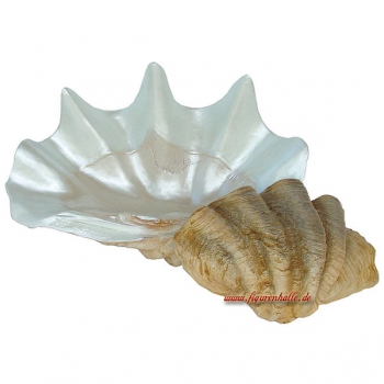 Muschel Riesenmuscheln Herzmuschel Figur