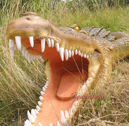 Preview: Aligator Australien