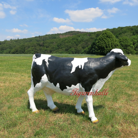 Preview: Kuh ohne Hörner