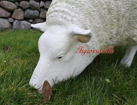 Schaf in fressender Position