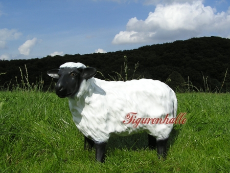 Preview: Blackhead sheep