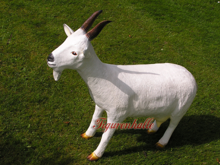 Preview: Bergziege Foto