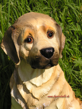 Preview: Golden Retriever Club