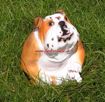 Englische Bulldogge