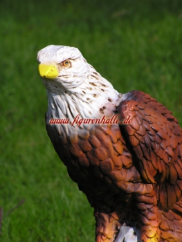 Preview: Weißkopfadler
