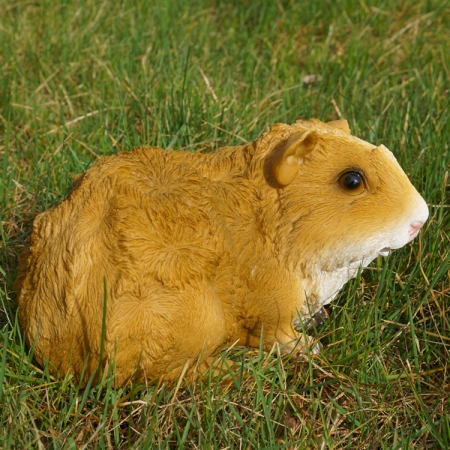 Rosetten Meerschweinchen