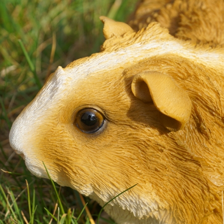 Preview: Beige Meerschweinchen